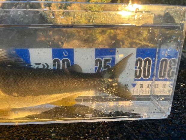 いよいよ私！しっかり尾伸ばし運命の計測は29cm！尺には届かなかったがこのドキドキは最高の時間だった！ &copy;釣りビジョン