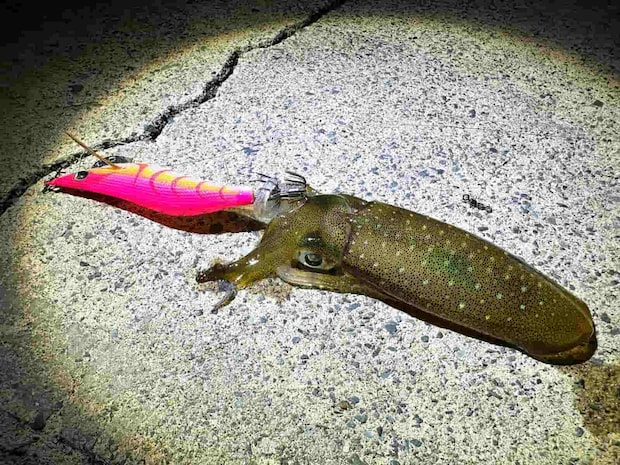 今年初のアオリイカ。小さいが、ラッキーな1杯だった。 ©望月俊典