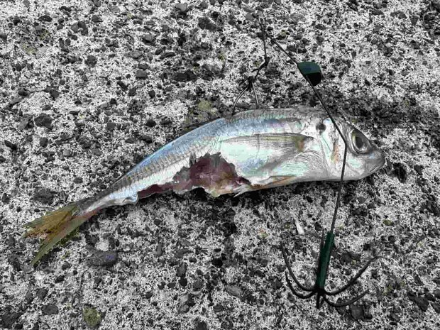 何度かイカに食われていたようだが、エギングをしながらだったせいか仕留められず。 &copy;望月俊典