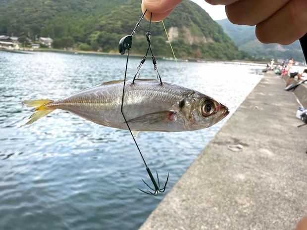 ウキ釣り用の仕掛けにセットしたアジ。スーパーで8匹150円だった。 &copy;望月俊典