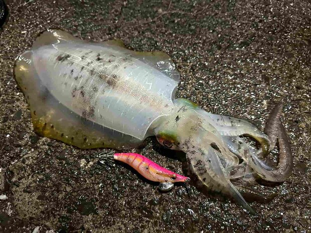 この日、5杯目のアオリイカ。コイツはデカかった！この日の語り部のタックルでは抜き上げ不可能なサイズ。 &copy;望月俊典