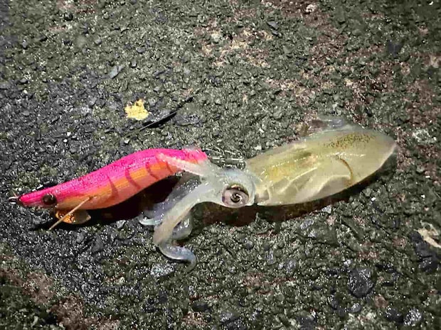 小さいヤリイカ（ヒイカかも？）も何杯か釣れた。 &copy;望月俊典