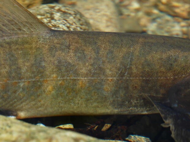 独特の模様からは、黒部イワナの風格が出る。 &copy;釣りビジョン