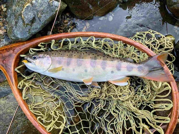 あらゆる生の兆しに充たされた魚体だった。今季一番に思えたが。 &copy;釣りビジョン