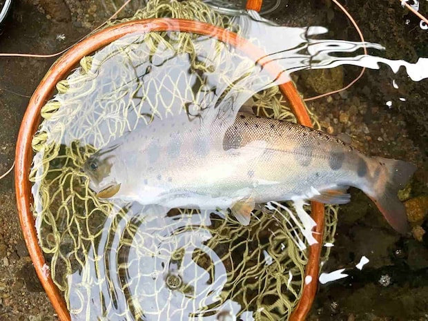 いやいや待て、7月に高津川で掛けたヤマメ、これも大きいぞ。 &copy;釣りビジョン