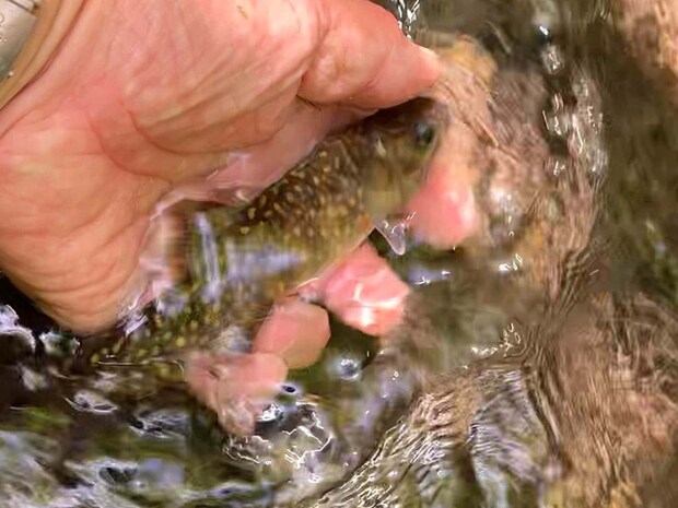 初ゴギ、五月の高津川。 &copy;釣りビジョン