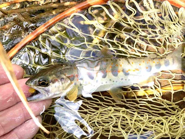 雨の子というより天の子というべきアマゴ、精悍にして鮮烈。 ©釣りビジョン