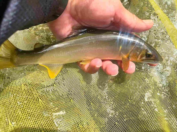 瀬の中で待望の野鮎！キラキラまだまだ若い鮎。 ©釣りビジョン