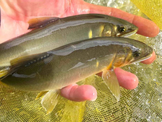 野鮎に変わった瞬間入れ掛かりが始まった！ ©釣りビジョン