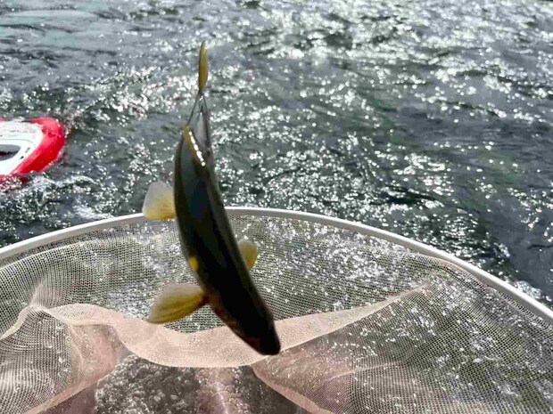 野鮎に変われば状況は一転！凄いペースで掛かり始めた！ &copy;釣りビジョン