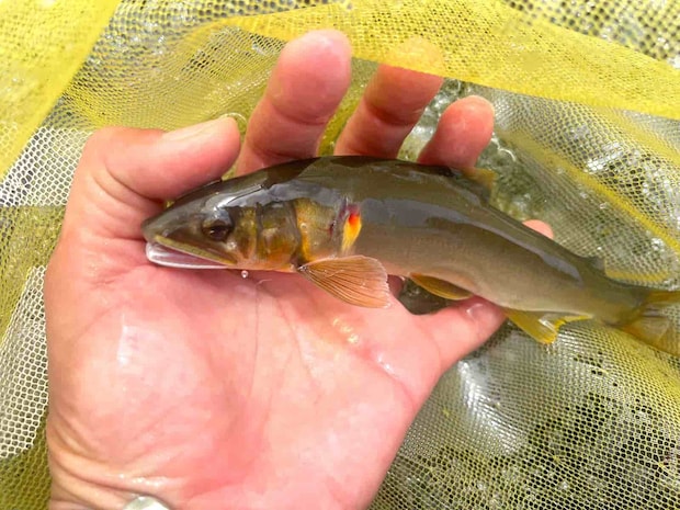 少し小ぶりだがまきっき～のこの鮎を相方へプレゼント！ &copy;釣りビジョン