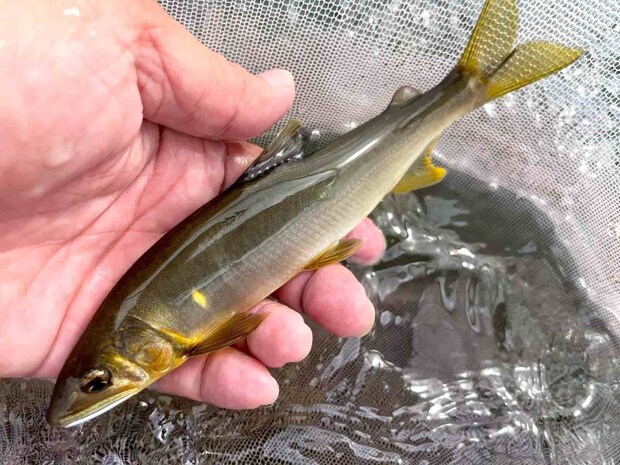 止まらぬ連チャン！これぞ循環の釣り！友釣りの面白いところだ！ &copy;釣りビジョン