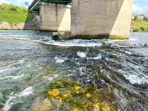 欄干周りの流れでもヒット！竿抜けも要チェック！ ©釣りビジョン