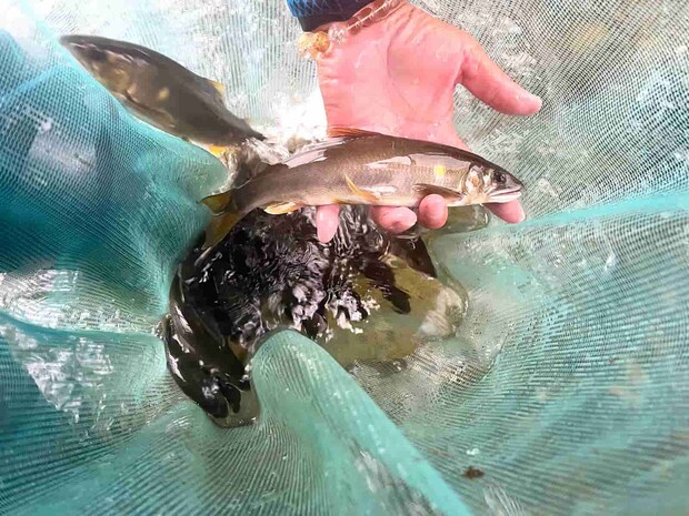 友人は下流深場に立ち込み左岸ヘチで連続ヒット。 ©釣りビジョン