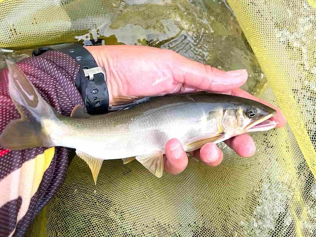 流れの強いところで来た1匹は当たりも強く大きく目印を引き込んだ！ ©釣りビジョン