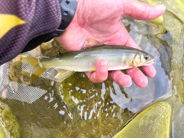 午前中には見られなかった浅場でも鮎の姿が！ &copy;釣りビジョン