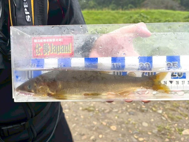 午後から瀬からの落ち込みの深場では型揃いの良型鮎が掛かったぞ～！まだまだ若い鮎達は元気一杯だ！ &copy;釣りビジョン