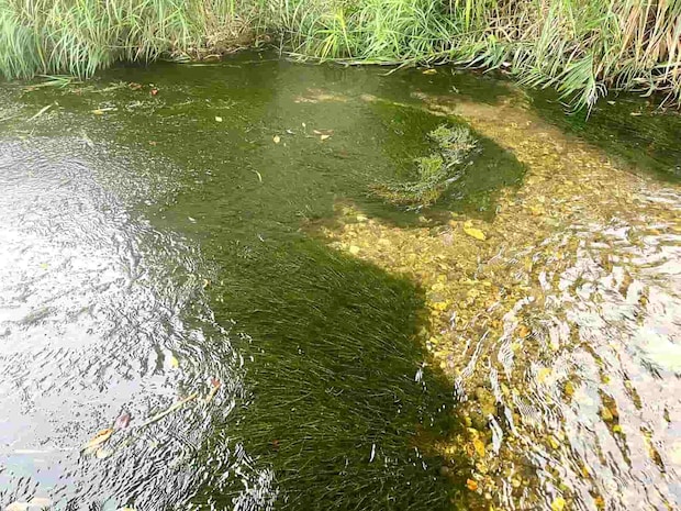 入川口付近には大きな水草もあったので引っかからないように注意！しかし川の中の青ノロは気になる程のものでは無かった。 &copy;釣りビジョン
