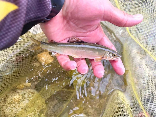 こんなチビ鮎も混じってくる。 &copy;釣りビジョン