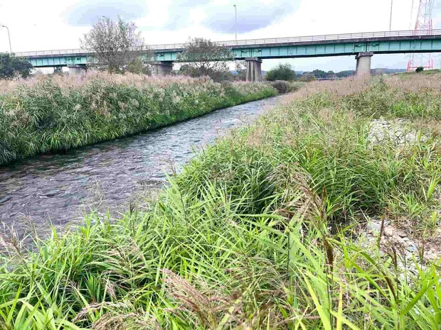 小さな分流には多くの鮎の姿が見られた &copy;釣りビジョン