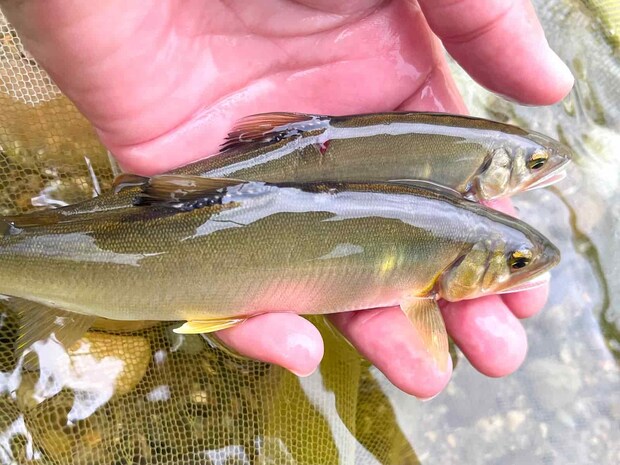 15時を過ぎると分流では連チャンもあり1時間で8尾の釣果。 &copy;釣りビジョン