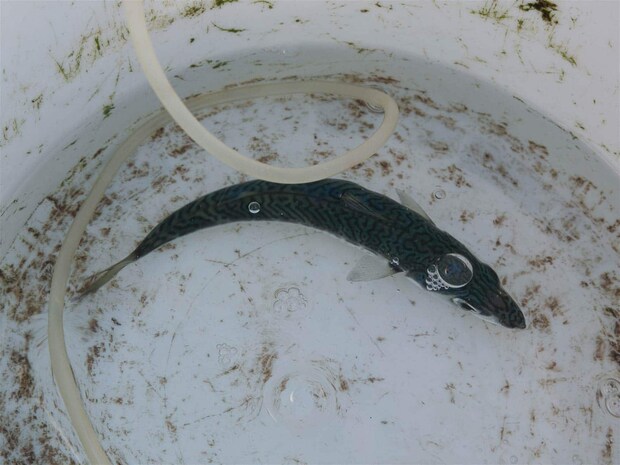 餌になる小サバ。 &copy;釣りビジョン