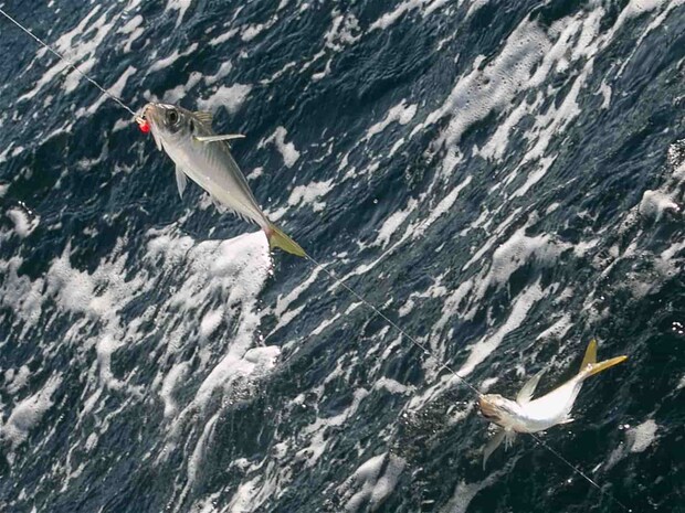 美味しそうなサイズの中アジが上がって来た。 &copy;釣りビジョン