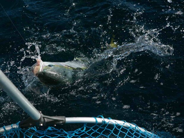 ワラサだ。 &copy;釣りビジョン