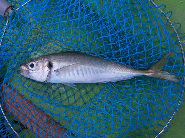 大きいサイズなのでタモ入れしよう。 &copy;釣りビジョン