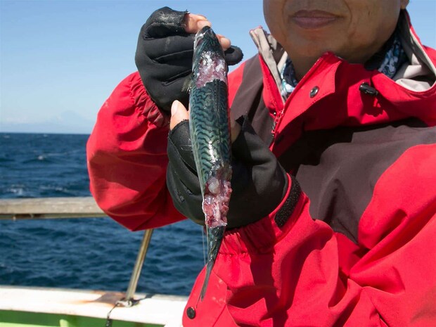 針掛りせずエサを吐き出してしまった。 &copy;釣りビジョン