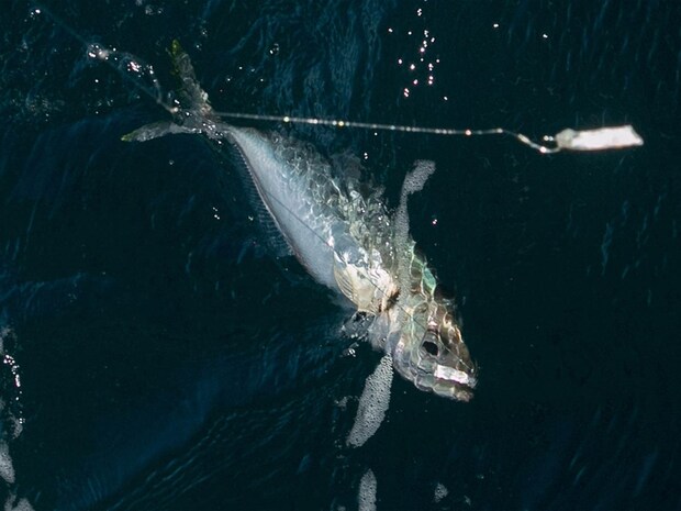 サバエサにも大型マアジがヒット。 &copy;釣りビジョン