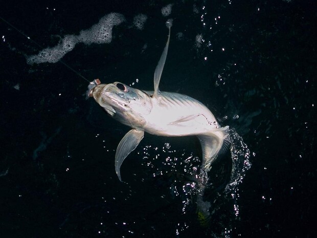 良いマアジだ。 &copy;釣りビジョン