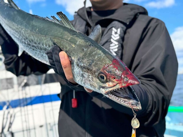 鋭利な歯を持つサワラ、グローブとロングペンチは必携。 ©釣りビジョン