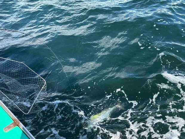 タモに入るまで気が抜けない！ &copy;釣りビジョン