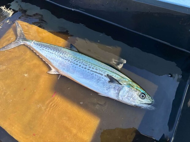 投げて巻く手軽さと奥深さに加え、その味覚も魅力だ。 &copy;釣りビジョン