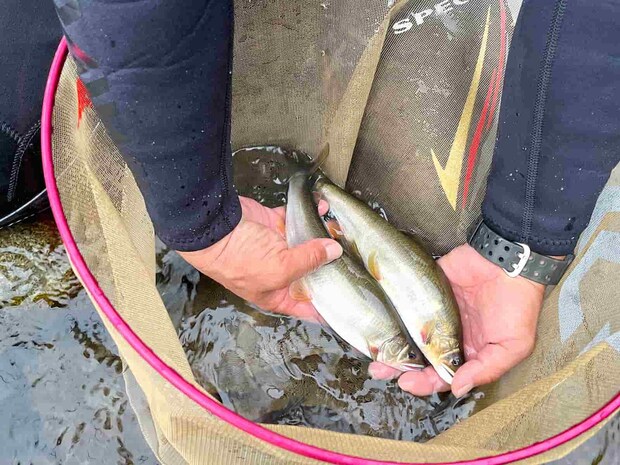 右岸トロ場では友人が即ヒット！ずっしりと重量感のある鮎だ！ ©釣りビジョン