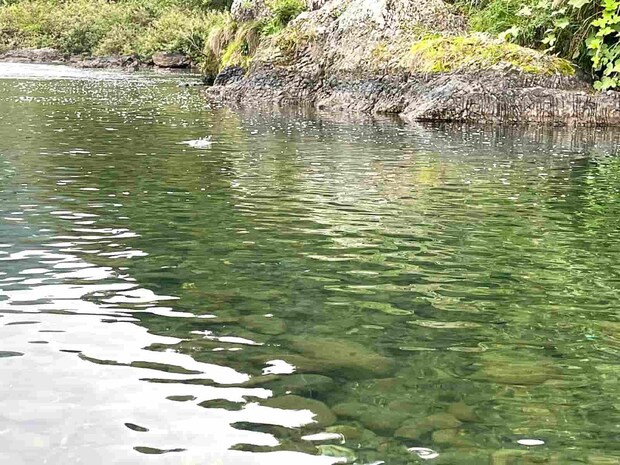 上長瀬のトロ場ではかなり大きな鮎の跳ねが多数見られた！ &copy;釣りビジョン