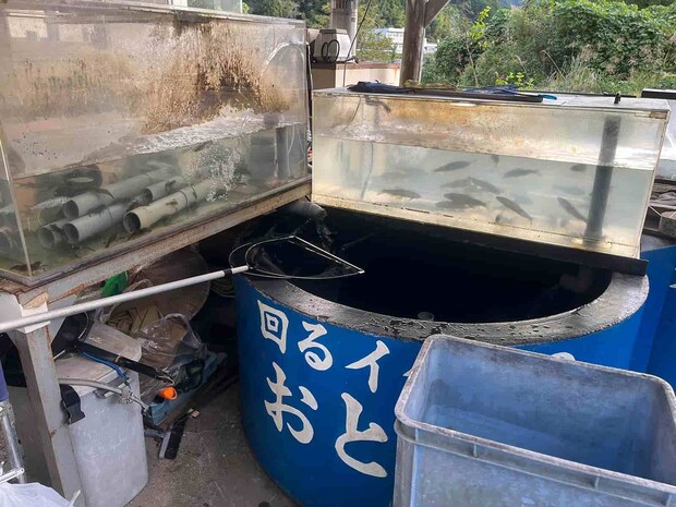 オトリ屋さんの水槽には、テナガエビ、モクズガニ、鮎と藁科川の恵みがいっぱい！ ©釣りビジョン