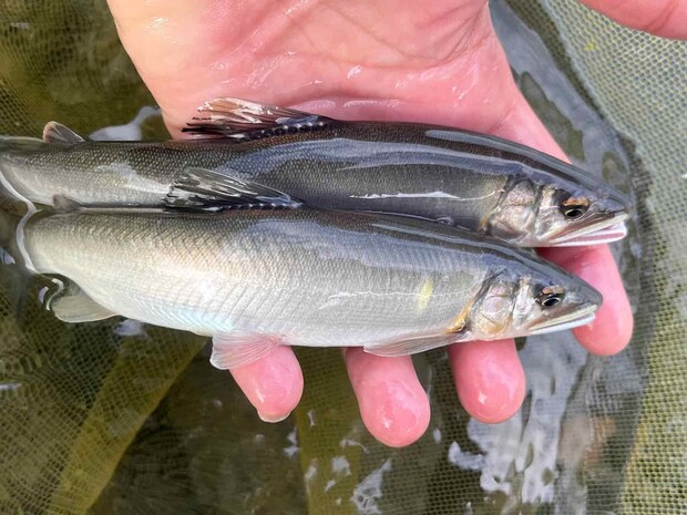 丁寧な泳がせがマスト！アタリは強く爽快だ！ &copy;釣りビジョン