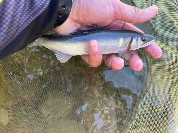 大石脇できた1尾目！川と同化するように白っぽい鮎であった。 ©釣りビジョン