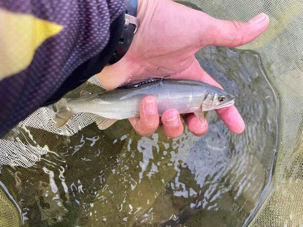 背掛かりも多くしっかり追って掛かってくれる。 &copy;釣りビジョン