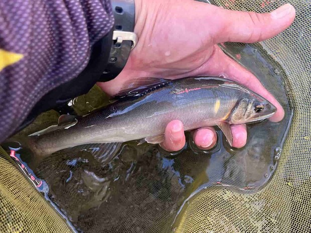 上飛ばしで連チャンスタート！サイズアップした鮎！ &copy;釣りビジョン
