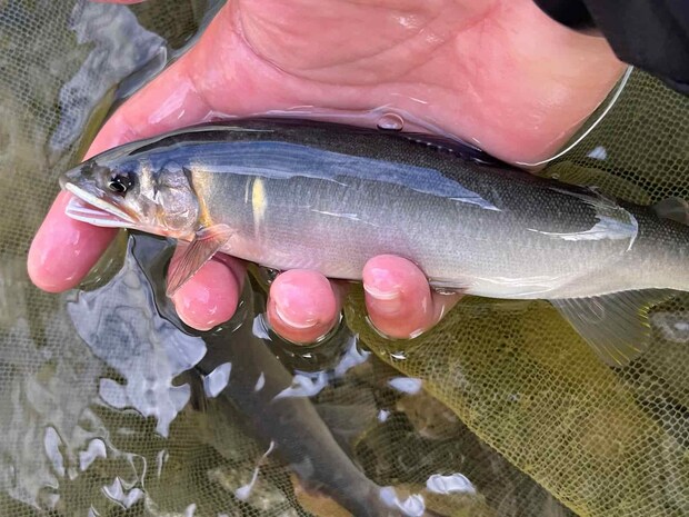静岡県藁科川では、まだまだ若く果敢な追いを見せる鮎たちが待ってくれていた！ &copy;釣りビジョン