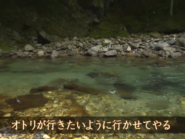 水温の低い所の野鮎は弱い。オトリでは釣り人が主導権を持ちすぎず、弱い所から送り出し、オトリが行きたいように行かせたほうがよい。そして、徐々に芯へと入れていく！©釣りビジョン