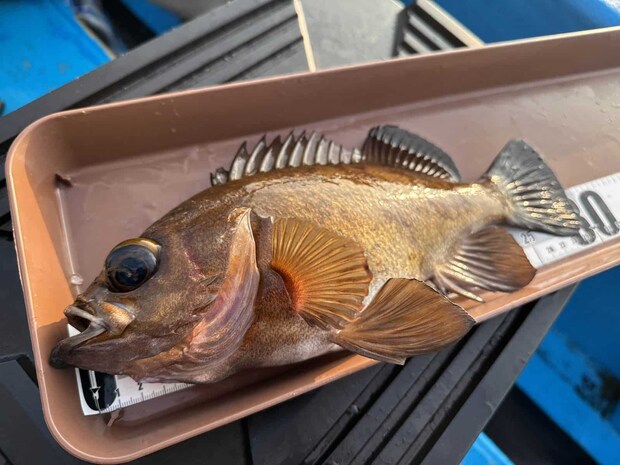 アベレージが30cm級という好スタート！ ©釣りビジョン