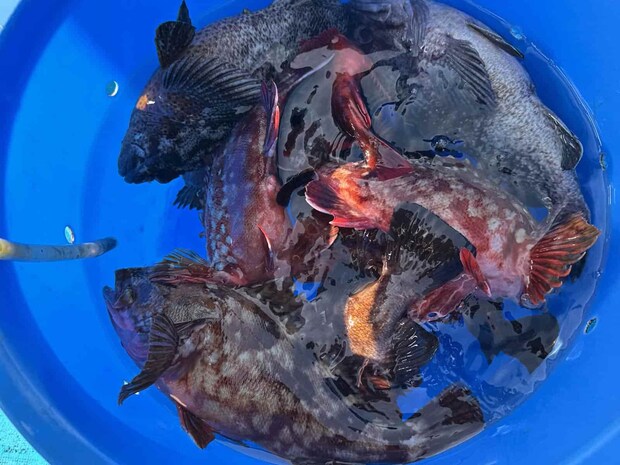 ムラソイ、マゾイ、カサゴにメバルと多彩な釣果。 ©釣りビジョン
