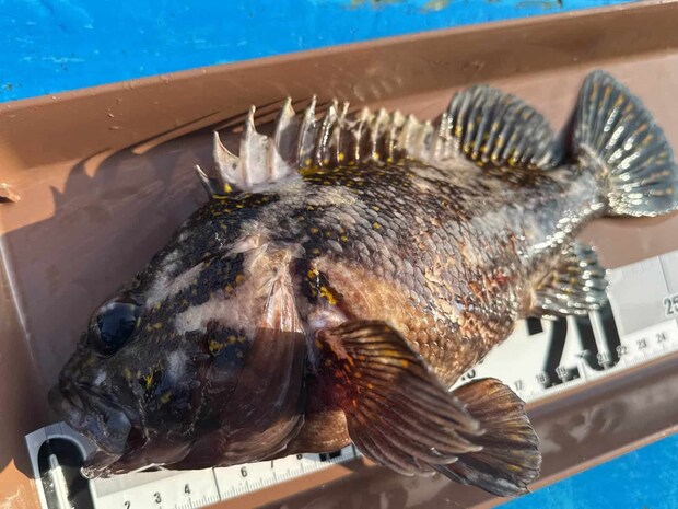 金箔を散りばめたような模様の通称〝黄金ムラソイ〟。 ©釣りビジョン