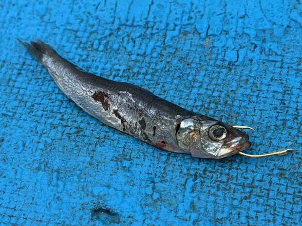 イワシは下顎から眉間の硬い箇所へと抜く。 &copy;釣りビジョン