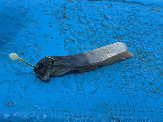 サバの身エサはハリ先を皮から身、身から皮へ抜く縫い刺しで。 &copy;釣りビジョン