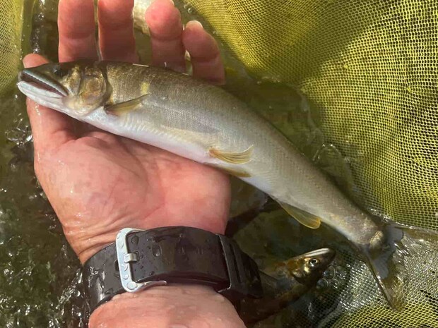 デカとチビが混在する今の相模川は仕掛けに悩む…。 &copy;釣りビジョン